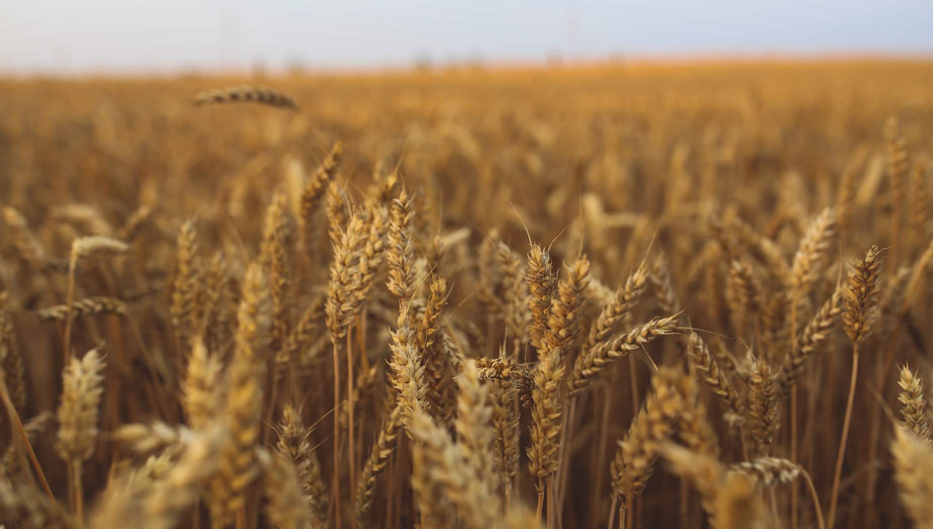 wheat field